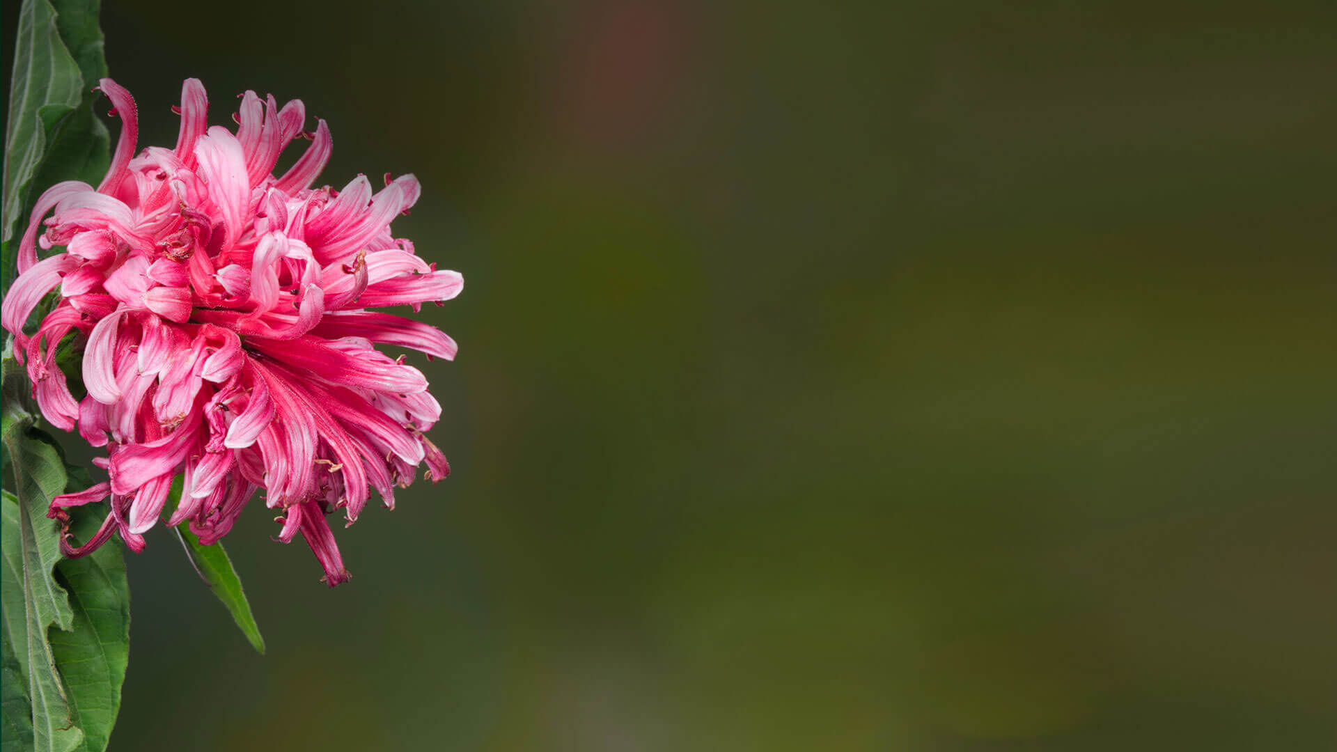 nature-flower